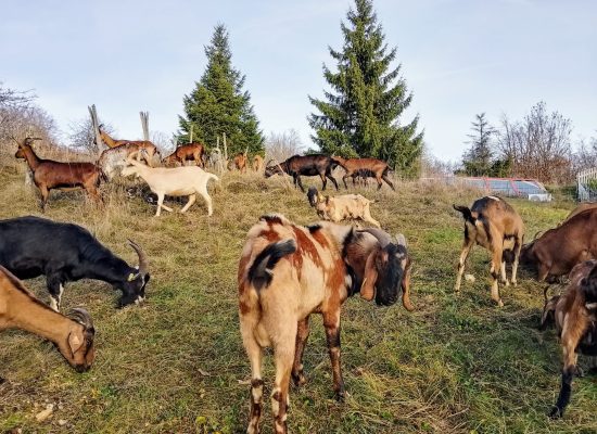 {"capture_mode":"AutoModule","faces":[]}